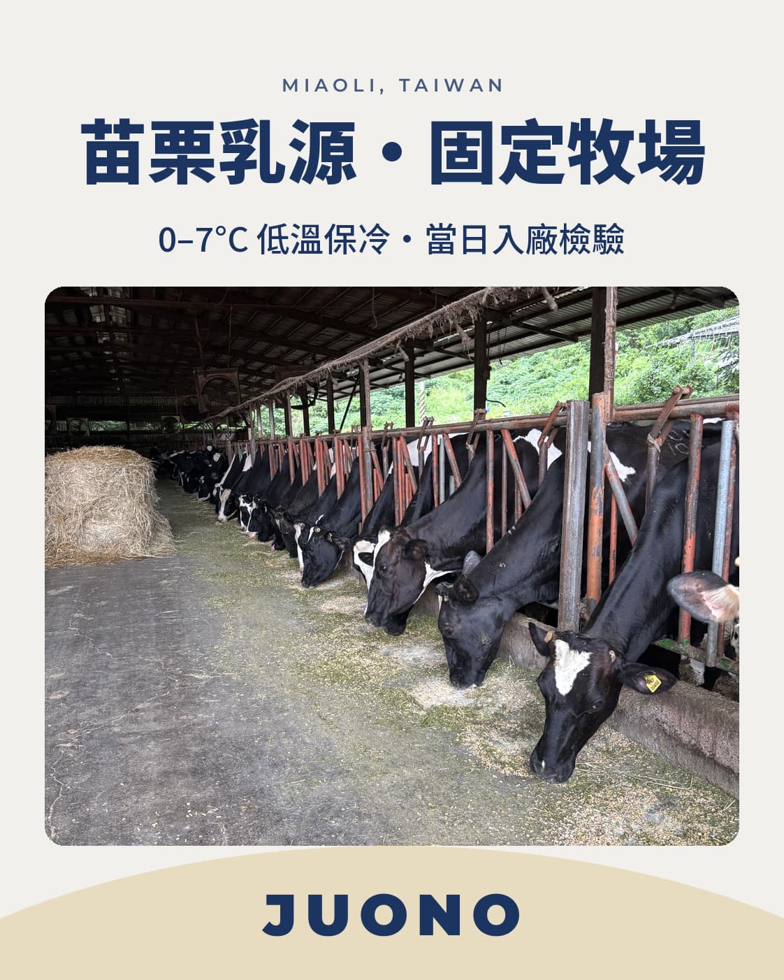 苗栗乳源・固定牧場供應